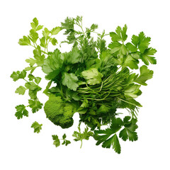 Herbs on white backround from above: Chopped parsley, cilantro, garden parsley.