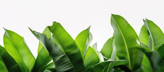 A collection of large green banana leaves from a tropical palm tree is shown in bright sunlight