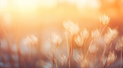 Wall Mural - soft gray studio room background with light from window, background flowers