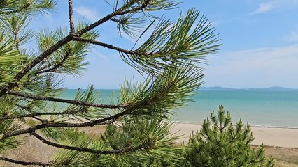 Wall Mural - pine branches swaying from the wind against the backdrop of a seascape