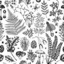 Vector Seamless Pattern With Fern Leaf, Mushrooms, Fall Leaves And Autumn Plant Sketches. Monochrome Botanical Repeating Texture. Hand Drawn Autumn Forest Background. Vintage Nature Design For Print