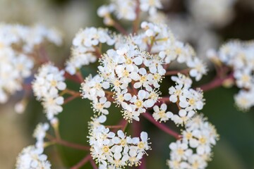 Sticker - a cluster of white flowers in front of a green background