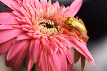 Wall Mural - Close up Cute action of mini golden frog, Philautus vittiger  on gerbera flower