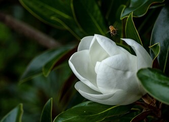 Sticker - White flower in full bloom with a buzzing bee surrounded by green foliage.