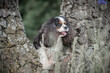 Portrait of a beautiful purebred Cavalier King Charles Spaniel near a tree in the forest.