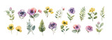Watercolor pansy flowers bouquet collection. Vector viola spring floral set illustration. Summer bloom violet plant decoration elements