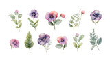 Watercolor vector set with pansies. Hand drawn by watercolors. Summer bloom violet plant decoration design elements. Vector