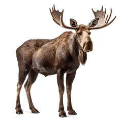 Wall Mural - european elk on isolated background