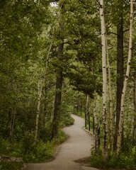 Poster - Pathway with lush greenery leading off into the distance