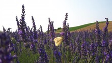 Butterfly and pollinators on lavender flowers