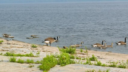 Poster - Group of Canadian geese going to swim in Ottawa River, Canada