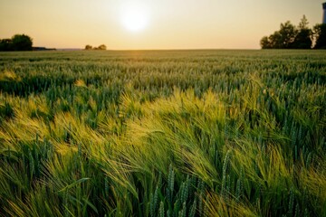 Poster - a wheat field is illuminated by the sun setting behind a house