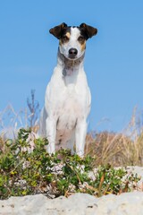 Wall Mural - A white, black, and brown fox terrier and pointer cross mix breed dog, sitting and resting on rocks.