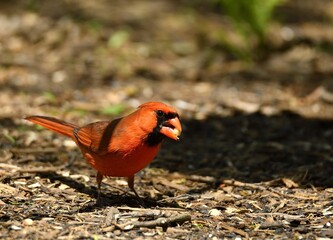 Wall Mural - Vibrant red cardinal perched atop a bed of soil and lush green grass in the background