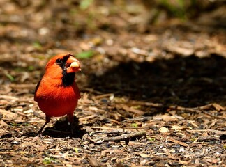 Wall Mural - Vibrant red cardinal perched atop a bed of soil and lush green grass in the background