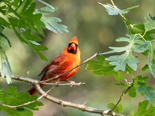 Wall Mural - Male northern cardinal perched on the branch of a tree with lush green leaves.