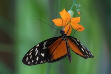 Beautiful Tiger Heliconian (Heliconius Ismenius) Butterfly On A Vibrant Orange Flower