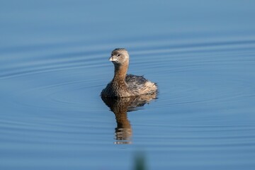 Poster - Closeup of a pied-billed grebe swimming on a pond outdoors