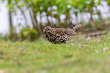 Sticker - Closeup of a song thrush (Turdus philomelos) perched on green grass