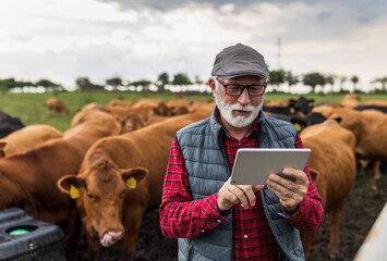 Poster - Farmer working on tablet on cow farm