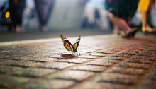 Colourful Butterfly On The Side Walk Of A Busy Street.
AI Generated