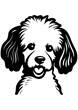 Vector illustration of a young poodle, poodle dog silhouette