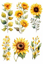 Sunflower Frames
