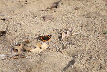 Red Admiral Butterfly On Sand