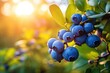 © Iftikhar alam - Blueberry bush with ripe berries on a sunny day in the forest, A branch with natural blueberries on a blurred background of a blueberry garden at golden hour, AI Generated