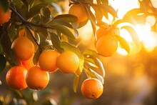 Ripe Tangerines On The Tree In The Rays Of The Setting Sun, A Branch With Natural Oranges On A Blurred Background Of An Orange Orchard At Golden Hour, AI Generated