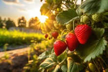 Ripe Strawberries Growing In Garden, Closeup. Organic Farming Concept, A Branch With Natural Strawberries On A Blurred Background Of A Strawberry Field At Golden Hour, AI Generated