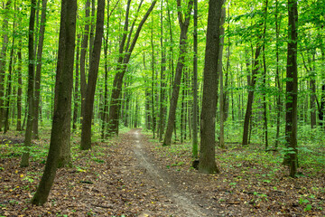  Path in green summer forest