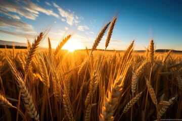 Canvas Print - wheat field at dawn.