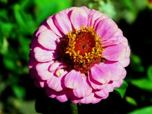 Pink Zinnia Flower On Macro
