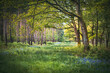 © Pavel - Bluebells in a field in sunny weather on a quiet evening, West Sussex, UK