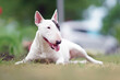 Adorable white with a brown patch Bull Terrier dog posing outdoors lying down on a green grass in summer