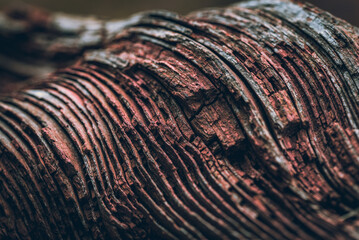 Wethered, aged wood found in abandon querry, Noth Wales, UK