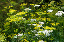 Daucus Carota Also Known As Queen Anne's Lace And Wild Parsnip (?)