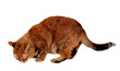 Cute brown, tabby British Shorthair Cat, seen from the side, sniffing on the ground, isolated,