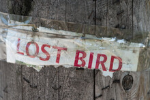 Old Lost Bird Poster On A Pole