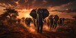 big african elephants in the sunset, big five wildlife safari