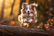 Agile Australian Shepherd dog jumping over log in park with golden light during the autumn season.