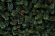 © Achira22 - Merry Christmas background. Fir tree brunch Background. Generative ai