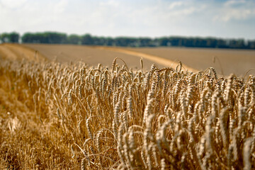 Sticker - field of wheat