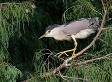 Black-crowned Night Heron (Nycticorax Nycticorax) In A Tree, Houston Area, Texas.