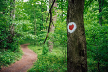 A Red Heart Painted On The Trunk Of A Tree Is The Designation Of A Trail, Hike Mark, Hiking Signs For Health Walking, Pacing. Symbol Of The Path Of Health And Walks In The Forest