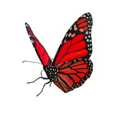 Wall Mural - red butterfly flying