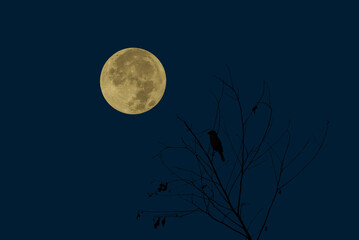 Wall Mural - full moon with bird silhouette on tree branch at night.