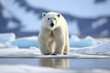 Polar bear of Spitzbergen Ursus maritimus