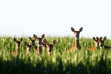European Roe Deer Herd In The Green Field.
